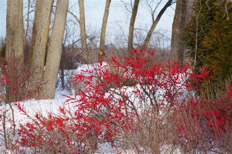 Top Shrubs for Cold Climates - My Proven Winners ColorChoices