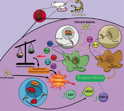 Cytokine disbalance in the rats’ kidneys following Leiurus macroctenus ...