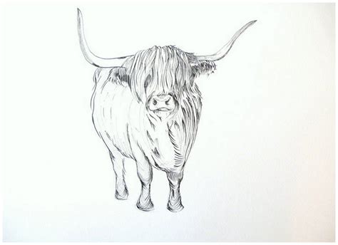 How To Draw Highland Cow - Anime Drawing Styles