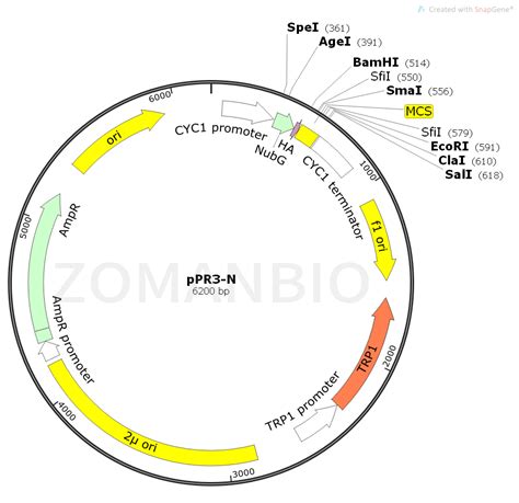 ppR3 Vector 的图像结果