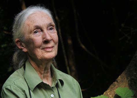 Jane Goodall: Family, Husband, Children, Dating, Net Worth, Nationality ...