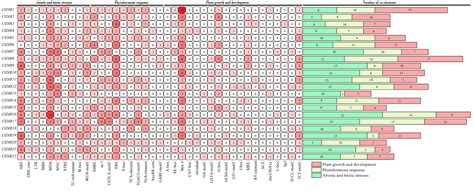 The DIR Gene Family in Watermelon: Evolution, Stress Expression ...