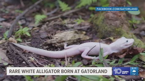 Gatorland welcomes 1st rare white alligator born in human care | wtsp.com