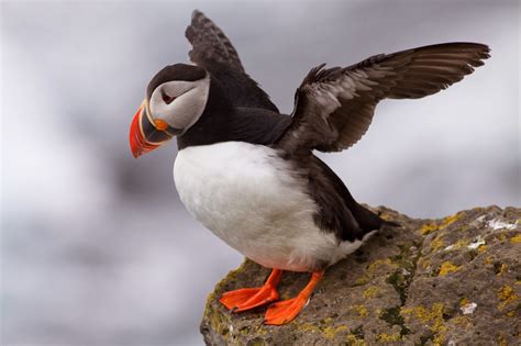 Dead Atlantic Puffins Wash Up On Our Beaches - Bernews