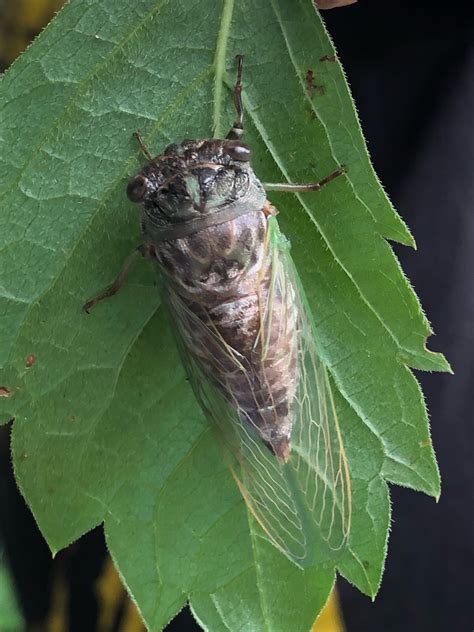 Dog-Day Cicada How to identify it? - Picture Insect