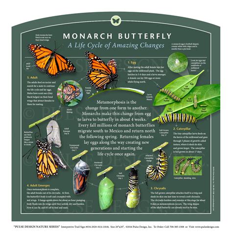 Monarch Life Cycle