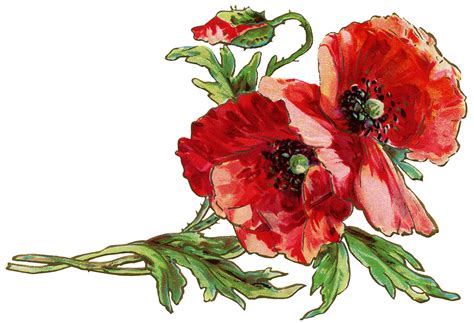 Free Red Poppy Cliparts, Download Free Red Poppy Cliparts png images ...