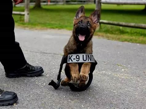 小警犬受训后第一次考试，它认真抓坏人的模样把考官萌晕了