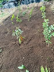 Hectare Jumbo Manual Weeder with 8 inch Blade Without Pole : Amazon.in ...