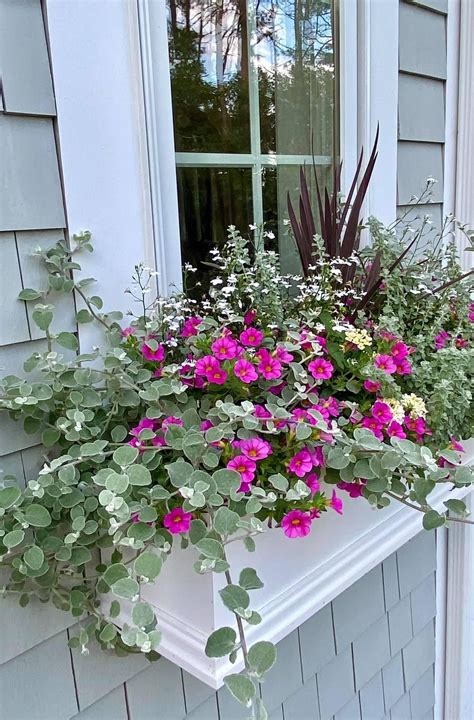My window box display (Wareham, MA) in 2025 | Window box flowers ...
