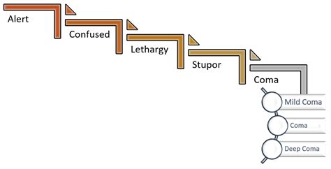 8 Stages Of A Coma