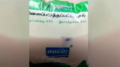 Dead mosquito in milk : കവര്‍ പാലില്‍ ചത്ത കൊതുക് ;ഉപഭേക്താവിന്റെ ...