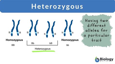 Heterozygous Examples in Genetics and Inheritance