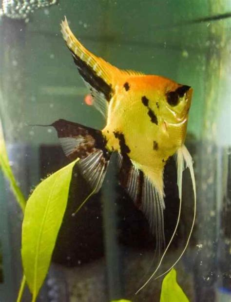 Image result for Discus Fish Water Conditions