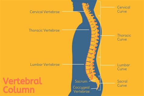 Human Backbone Evolution Chart 的图像结果