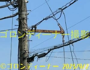 Image result for Operating Software Examples PC