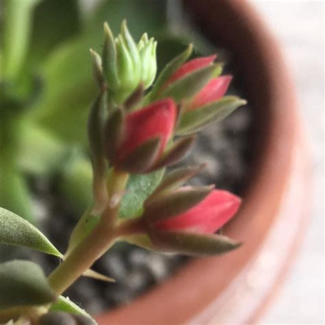 Plant sale, Mango Grill Arkong Bato Valenzuela City, 2 November 2023 ...