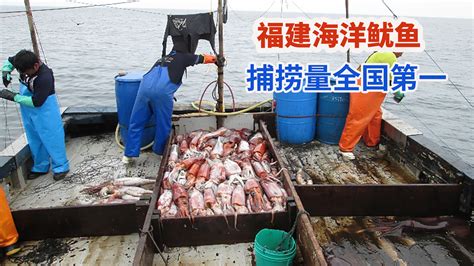 中国渔业统计年鉴：2022年福建海洋鱿鱼捕捞量全国第一|福建省_新浪新闻