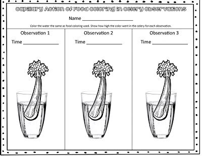 Image result for Food Coloring Flowers Science Project