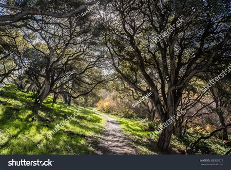 Coastal Live Oak Trees Quercus Agrifolia Stock Photo 358335275 ...