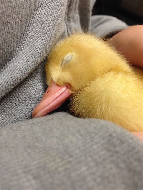 What Pet Stores Sell Baby Ducks at Larry Cyr blog
