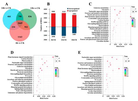 Transcriptional Analysis of Masson Pine (Pinus massoniana) under High ...