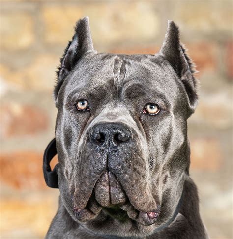 Cane Corso Protection 的图像结果