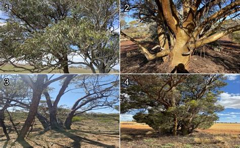 Exploring the Disease-Fighting and Pest-Repelling Powers of Eucalyptus