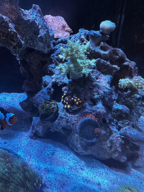 ID: anyone know what kind of zoas these are : r/ReefTank