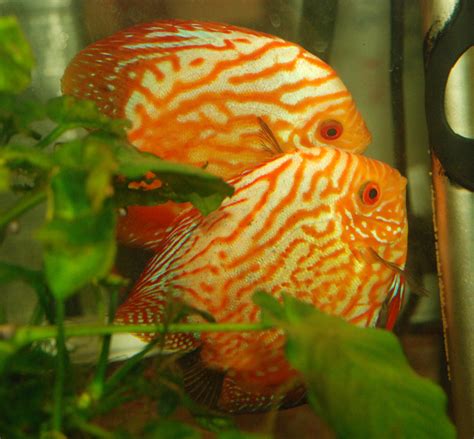 Image result for Discus Tropical Fish