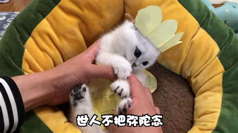 小猫崽图片六个月,小猫崽六个月_大山谷图库