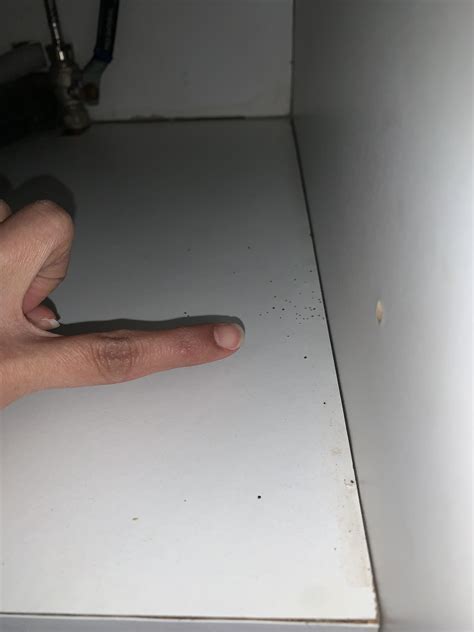 Are these roach droppings? Found under kitchen sink cabinet. : r ...