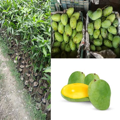 Dejestqoo Chausa Mango Plant (Grafted Plant Height 2-3 Feet) Hybrid 1 ...