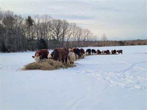 Rejuevenating our pastures