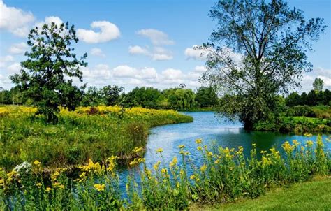 Wallpaper field, forest, the sky, grass, clouds, trees, landscape ...