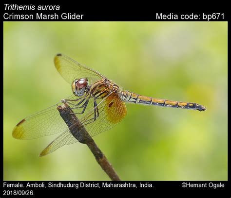 Trithemis aurora | Odonata