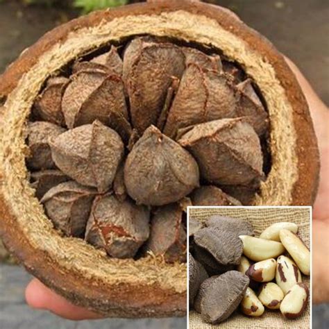 Brazil Nut fruit Plants (Bertholletia Excelsa) – veliyathgardens