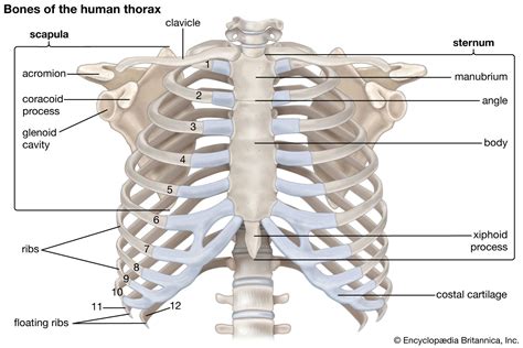 Costal cartilage | anatomy | Britannica