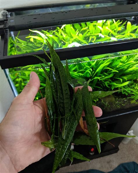 Image result for How to Trim a Java Fern