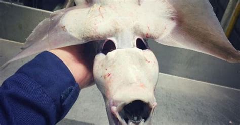 Bizarre sea monster captured by Russian fisherman stuns science world ...