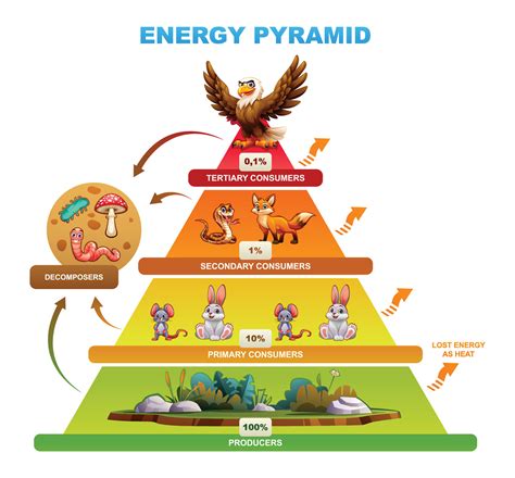 energía pirámide demostrando energía distribución a través de trófico ...
