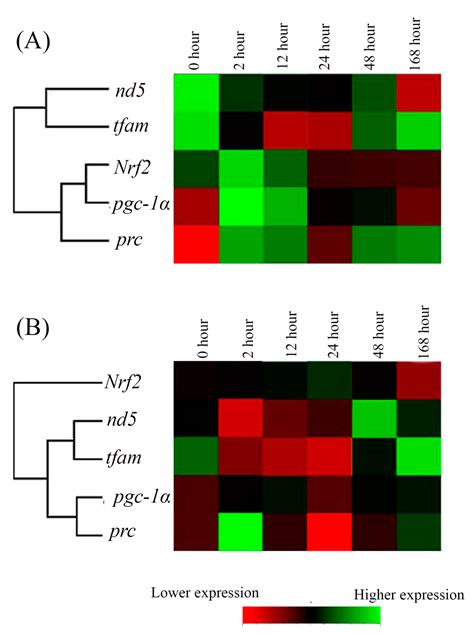 Regulation of PGC-1α of the Mitochondrial Energy Metabolism Pathway in ...