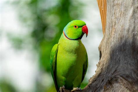 Pet Birds in India: Best Bird Breeds, Care Tips & Legal Guide | Supertails