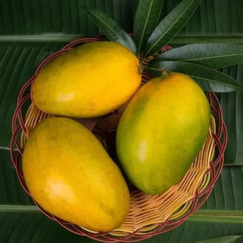 Buy Imam Pasand / Himayath Mango Grafted Live Plant Online | Premium ...