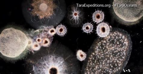 Study: Plankton Are a Major Oxygen Source on Earth