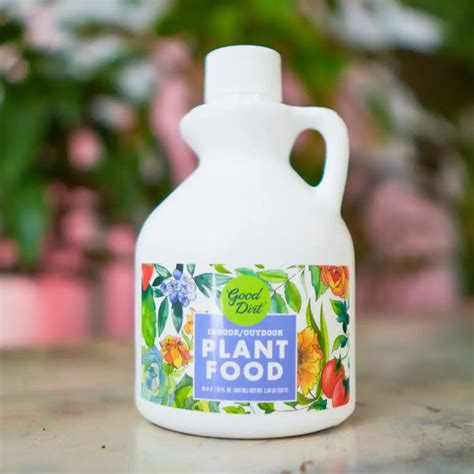 Bird of Paradise Plant Care • Ultimate Guide