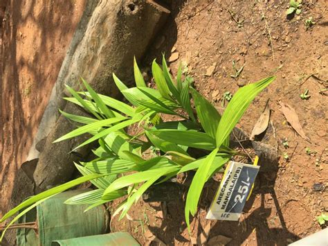 Plants for Sale | Kerala Agricultural University