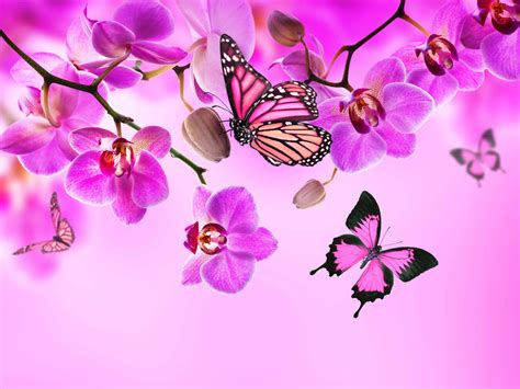 Cute Flower And Butterfly Background