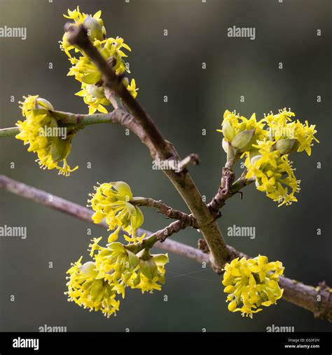 Delicate late winter flowers of the Cornelian cherry, Cornus mas Stock ...