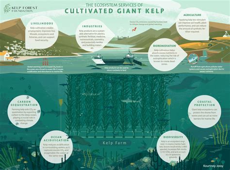 Kelp Forest - UPSC Notes » LotusArise